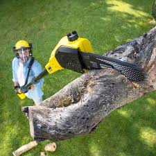 Professional Tree Services in Brookridge, FL