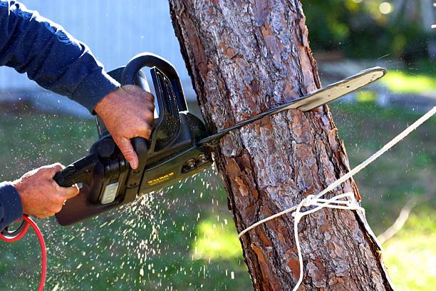 Best Fruit Tree Pruning  in Brookridge, FL