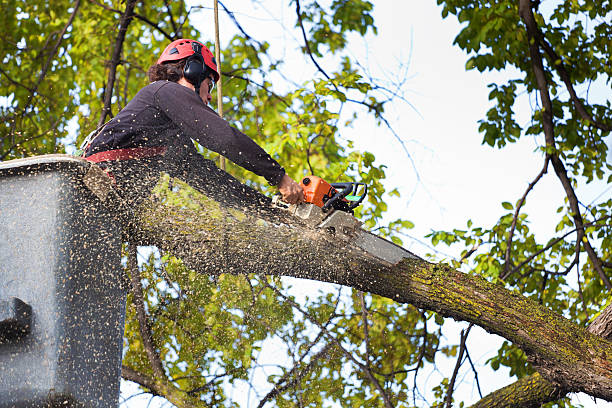 Best Hazardous Tree Removal  in Brookridge, FL